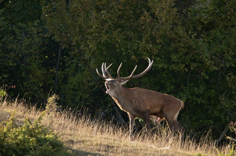 Un''arena molto contesa
